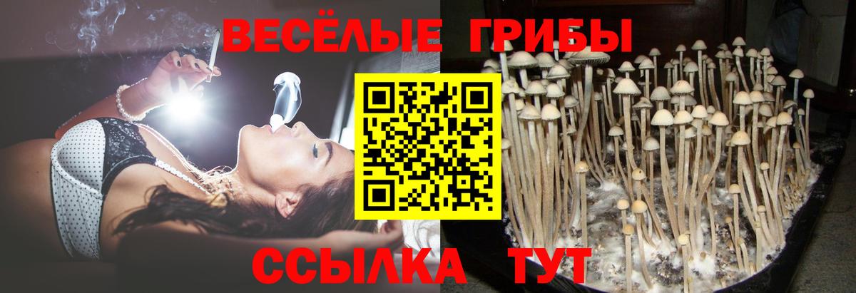 Псилоцибиновые грибы Psilocybine cubensis  Вход с VPN  где купить наркоту  Ейск 